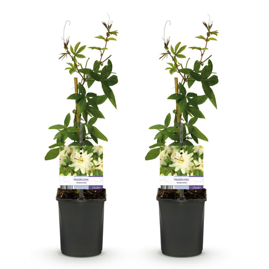 Passiebloem - Passiflora Avalanche - Weinig onderhoud - 2 planten - Forestbloom