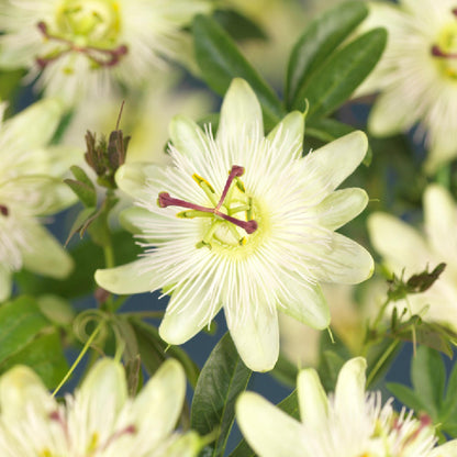 Passiebloem - Passiflora Avalanche - Weinig onderhoud - 2 planten - Forestbloom