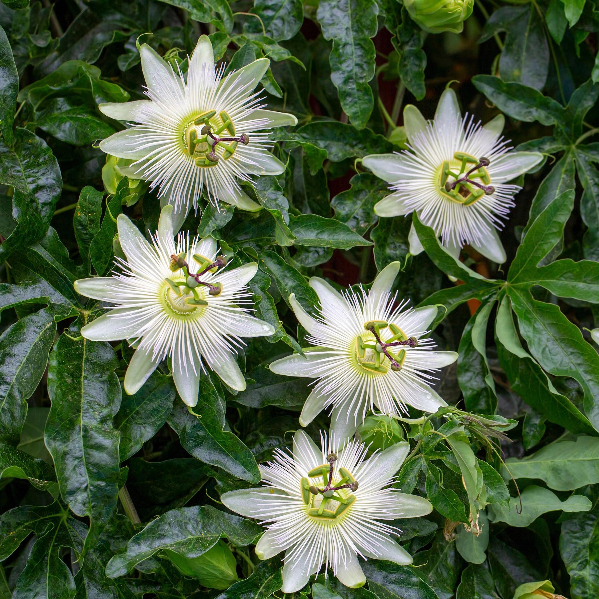 Passiebloem - Passiflora Avalanche - Weinig onderhoud - 2 planten - Forestbloom