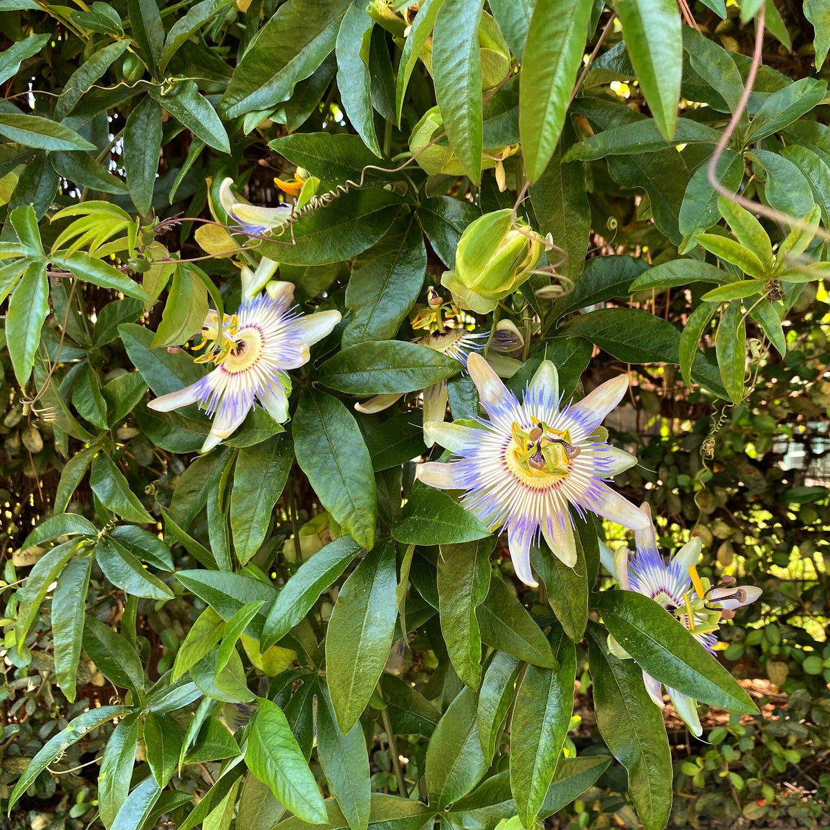 Passiebloem - Passiflora caerulea - Weinig onderhoud - 2 planten - Forestbloom