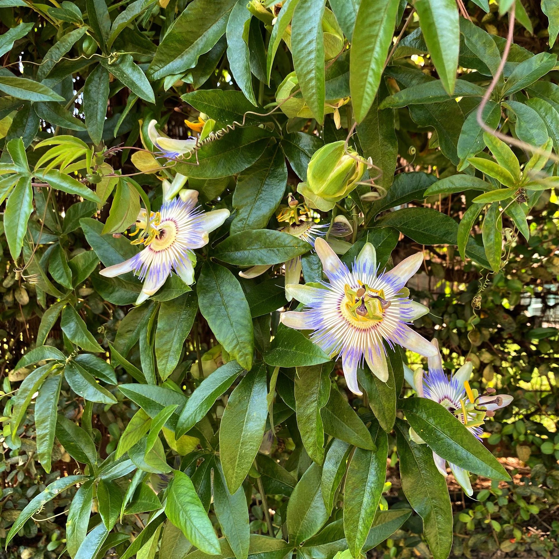 Passiebloem - Passiflora caerulea - Weinig onderhoud - 2 planten - Forestbloom
