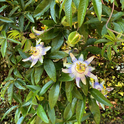 Passiebloem - Passiflora caerulea - Weinig onderhoud - 2 planten - Forestbloom
