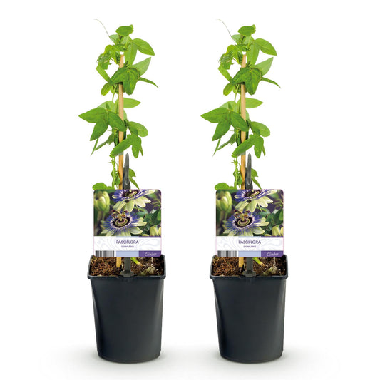 Passiebloem - Passiflora caerulea - Weinig onderhoud - 2 planten - Forestbloom