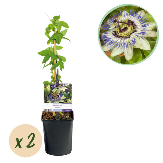Passiebloem - Passiflora caerulea - Weinig onderhoud - 2 planten - Forestbloom