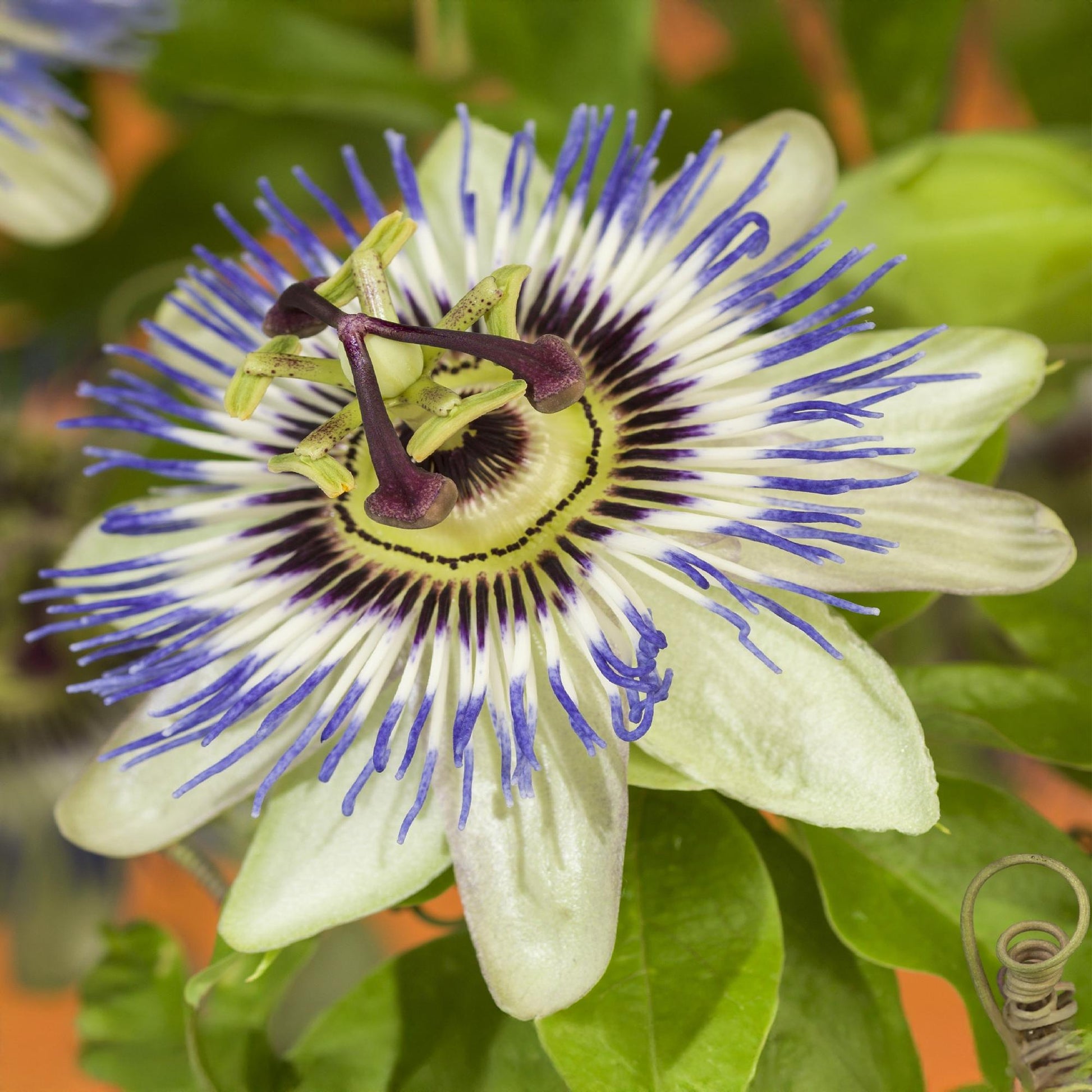 Passiebloem - Passiflora caerulea - Weinig onderhoud - 2 planten - Forestbloom