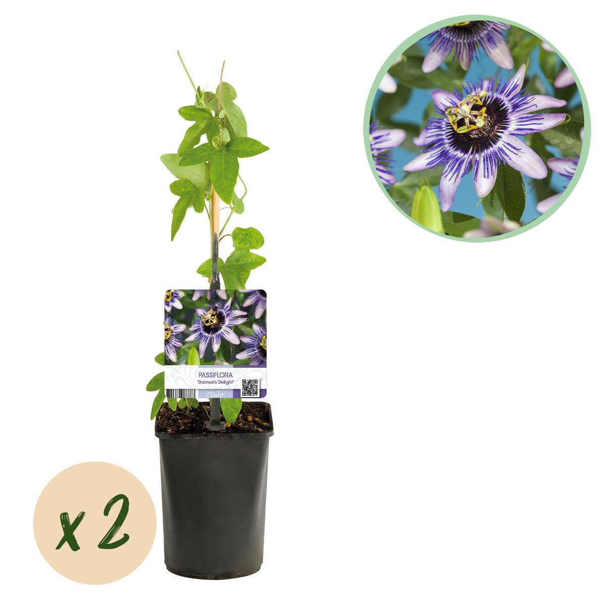 Passiebloem - Passiflora Damsels Delight - Weinig onderhoud - 2 planten - Forestbloom