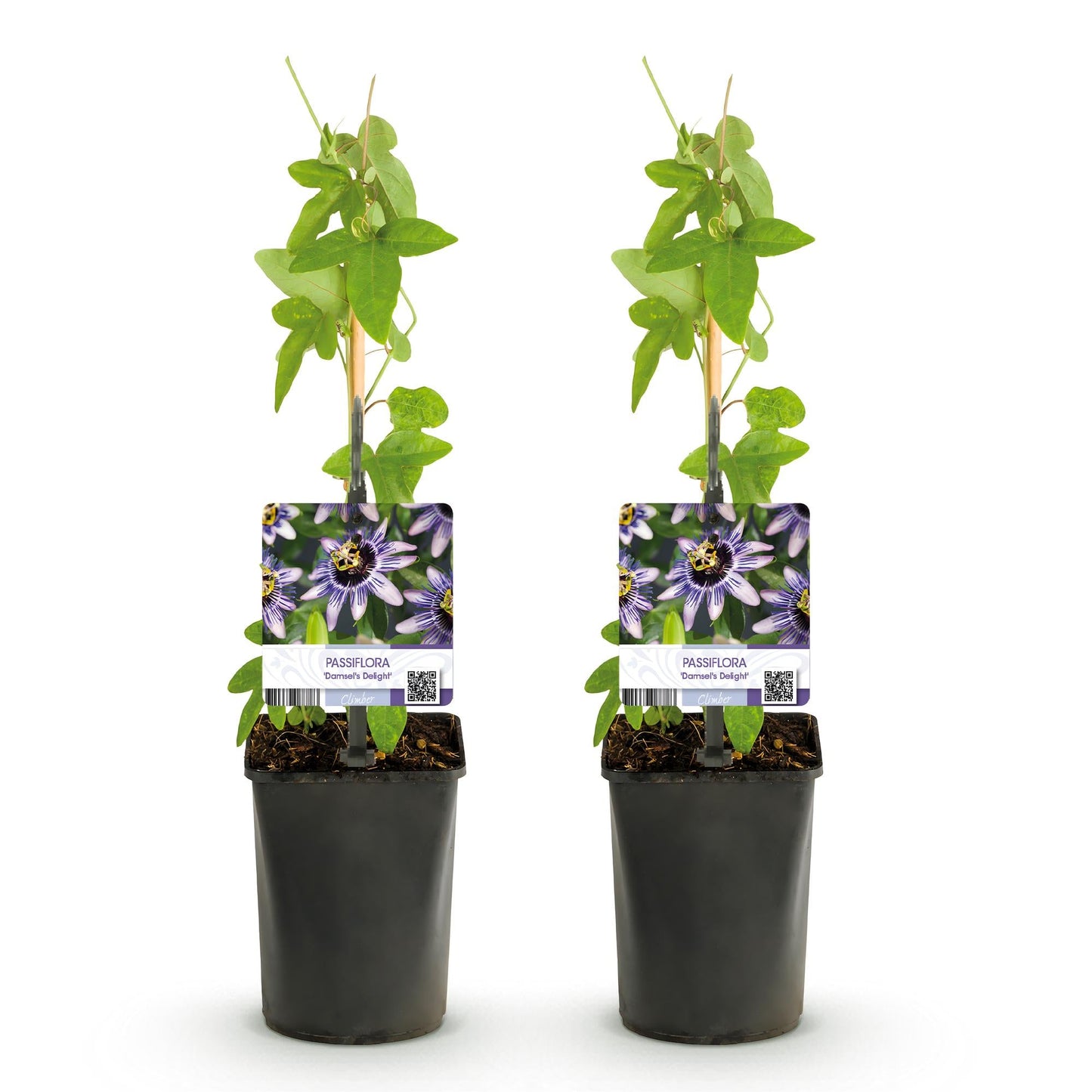 Passiebloem - Passiflora Damsels Delight - Weinig onderhoud - 2 planten - Forestbloom