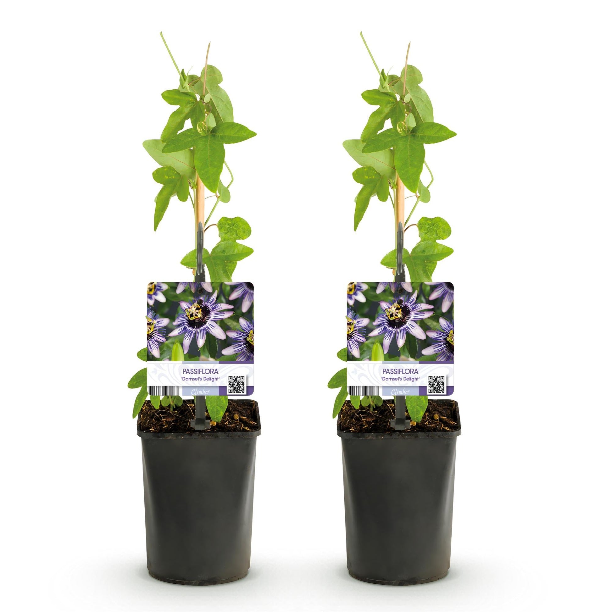 Passiebloem - Passiflora Damsels Delight - Weinig onderhoud - 2 planten - Forestbloom