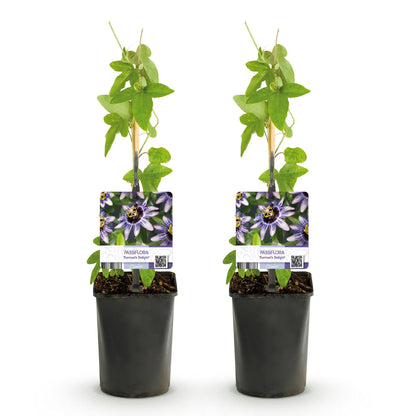 Passiebloem - Passiflora Damsels Delight - Weinig onderhoud - 2 planten - Forestbloom
