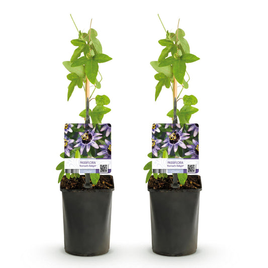 Passiebloem - Passiflora Damsels Delight - Weinig onderhoud - 2 planten - Forestbloom