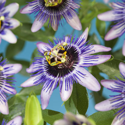 Passiebloem - Passiflora Damsels Delight - Weinig onderhoud - 2 planten - Forestbloom