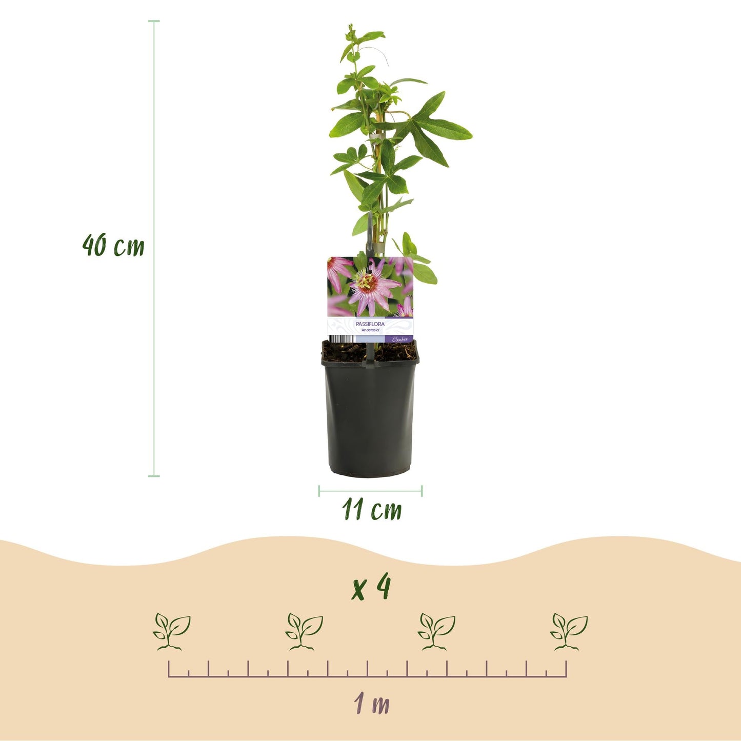 Passiebloem - Passiflora Rainbow - Weinig onderhoud - 4 planten - Forestbloom