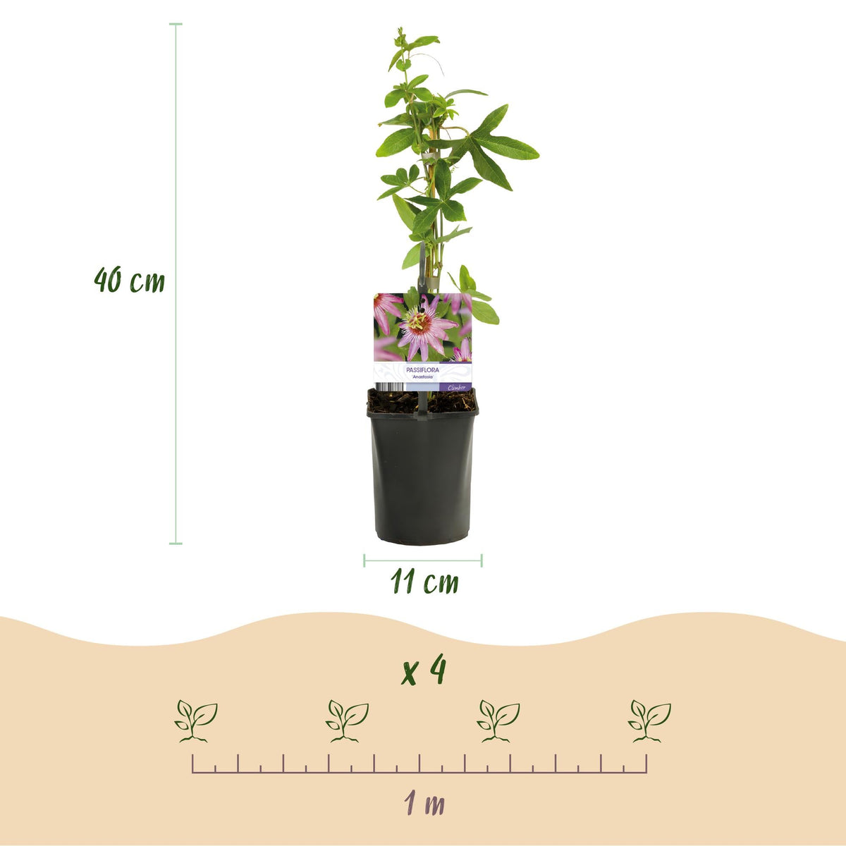 Passiebloem - Passiflora Rainbow - Weinig onderhoud - 4 planten - Forestbloom