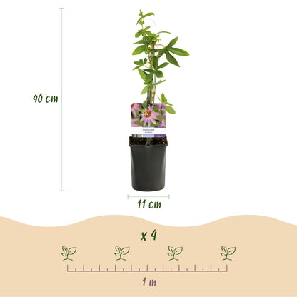Passiebloem - Passiflora Rainbow - Weinig onderhoud - 4 planten - Forestbloom