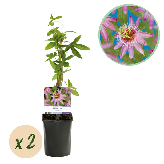 Passiebloem - Passiflora Rainbow - Weinig onderhoud - 4 planten - Forestbloom