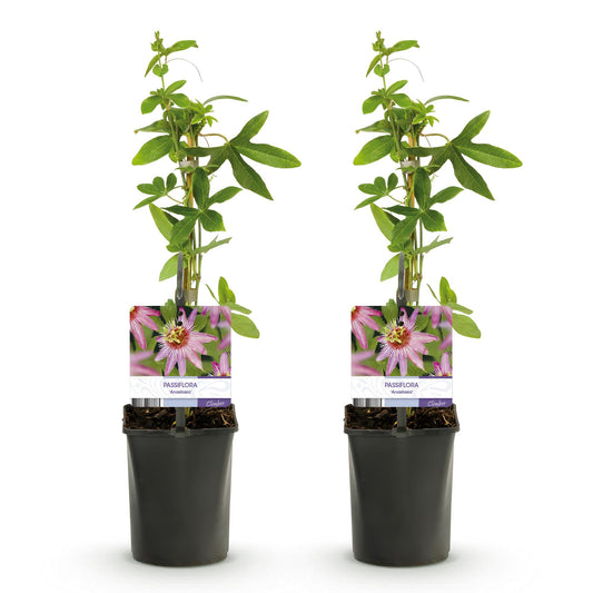 Passiebloem - Passiflora Rainbow - Weinig onderhoud - 4 planten - Forestbloom