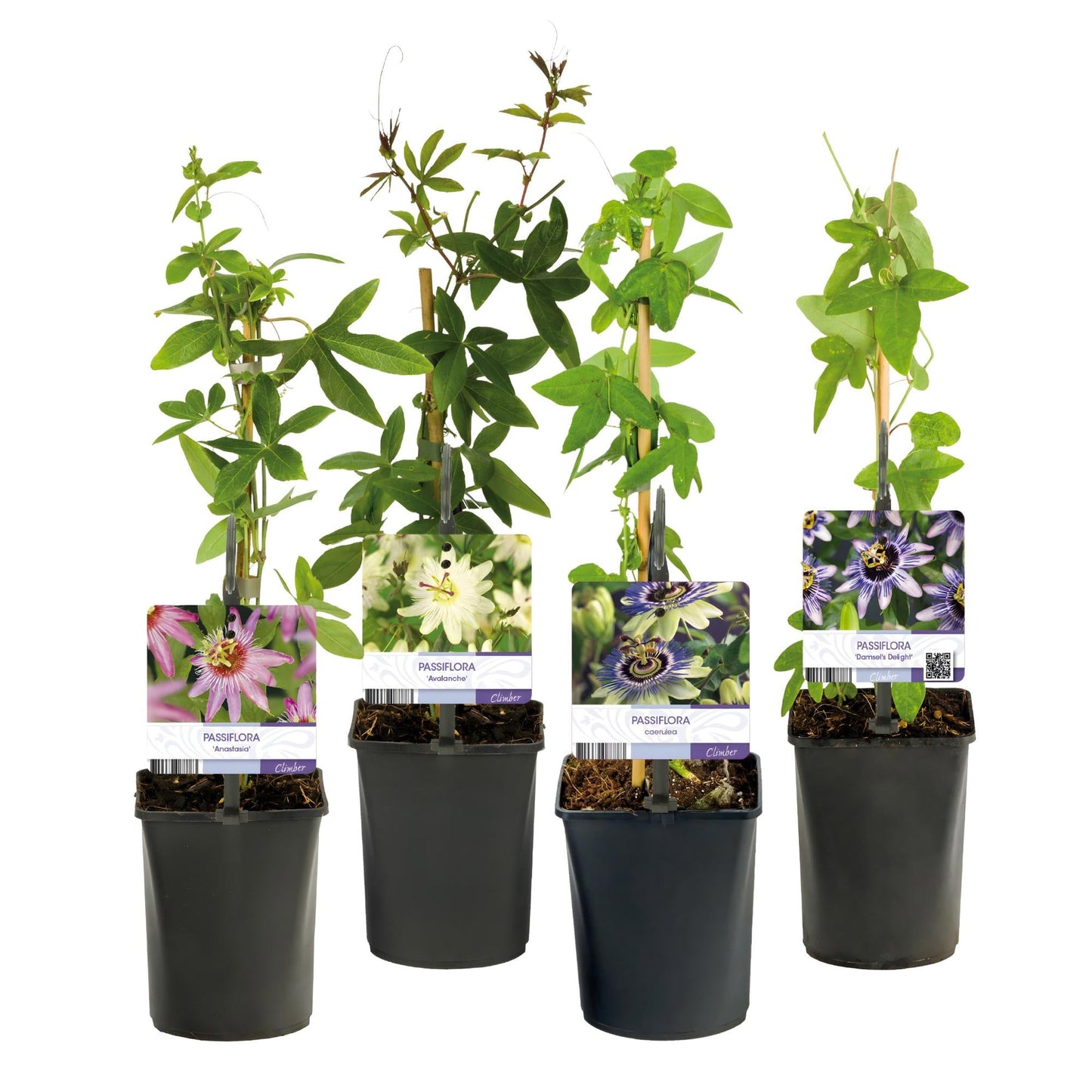 Passiebloem - Passiflora Rainbow - Weinig onderhoud - 4 planten - Forestbloom