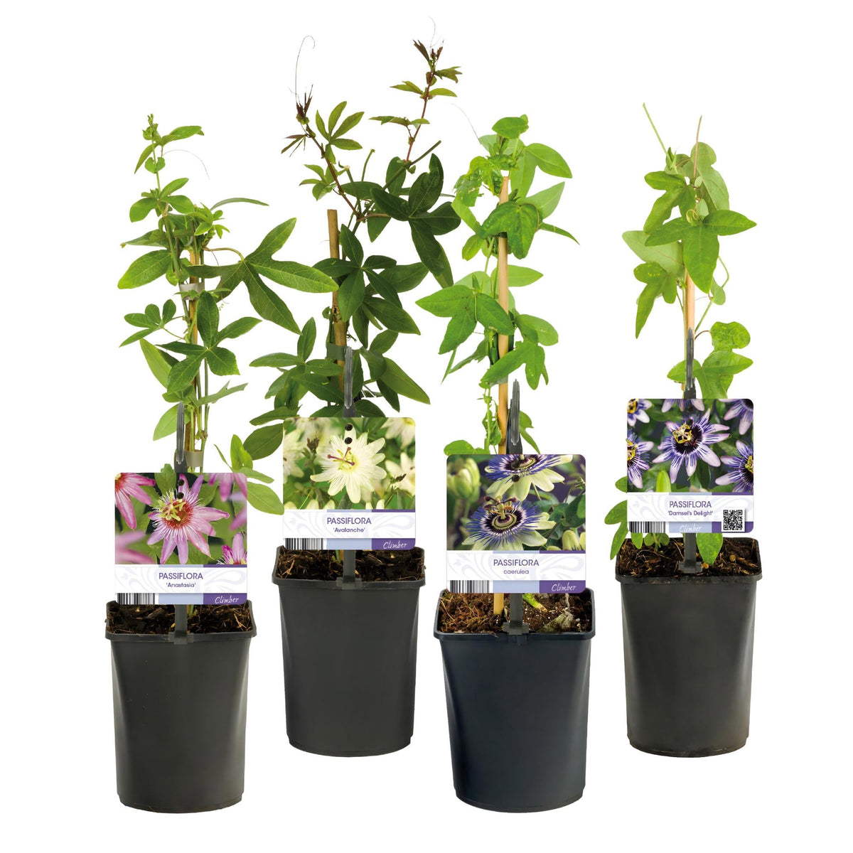 Passiebloem - Passiflora Rainbow - Weinig onderhoud - 4 planten - Forestbloom