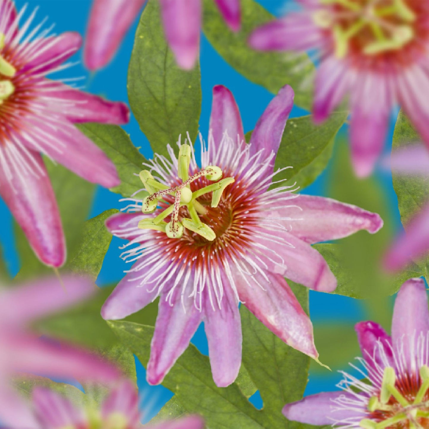 Passiebloem - Passiflora Rainbow - Weinig onderhoud - 4 planten - Forestbloom