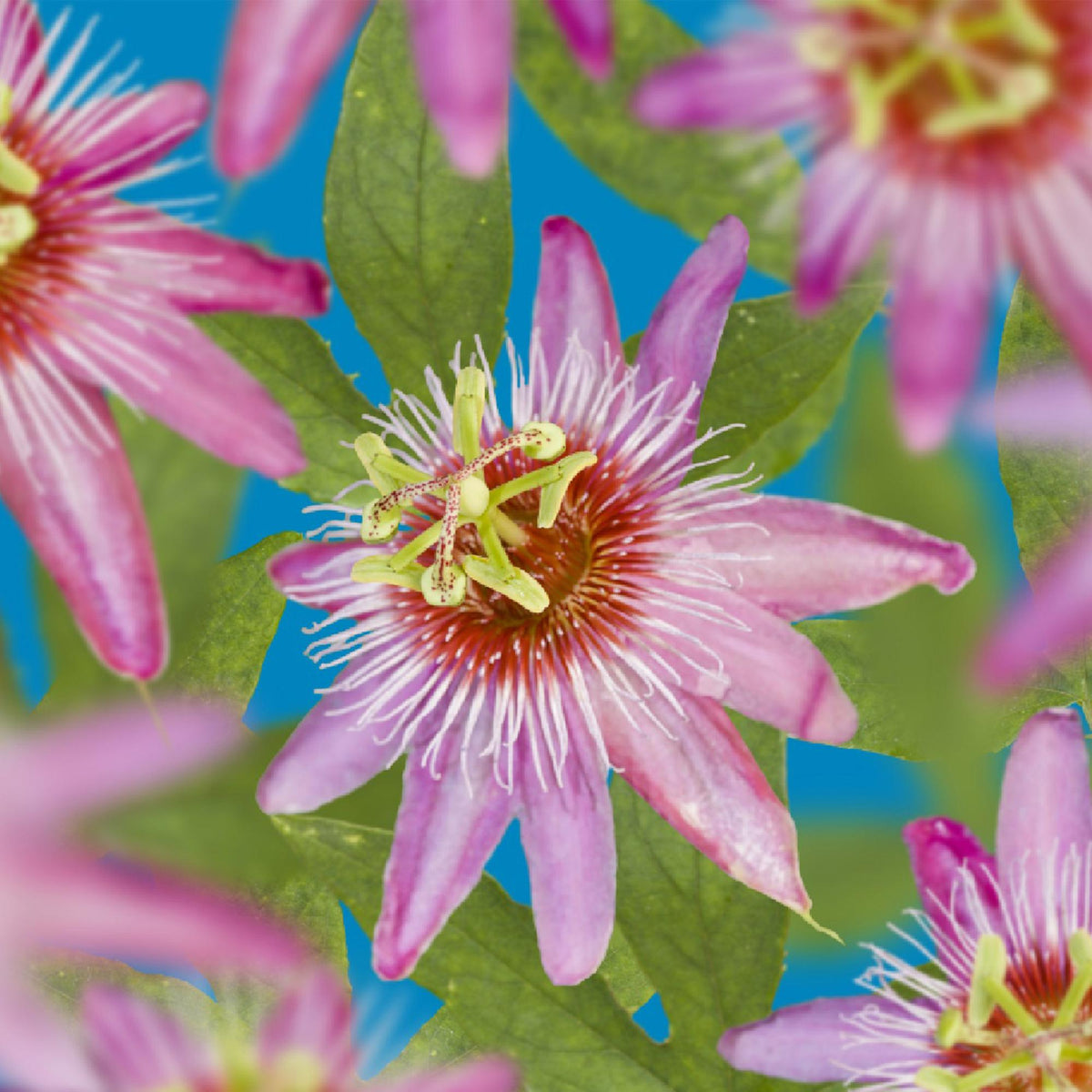 Passiebloem - Passiflora Rainbow - Weinig onderhoud - 4 planten - Forestbloom