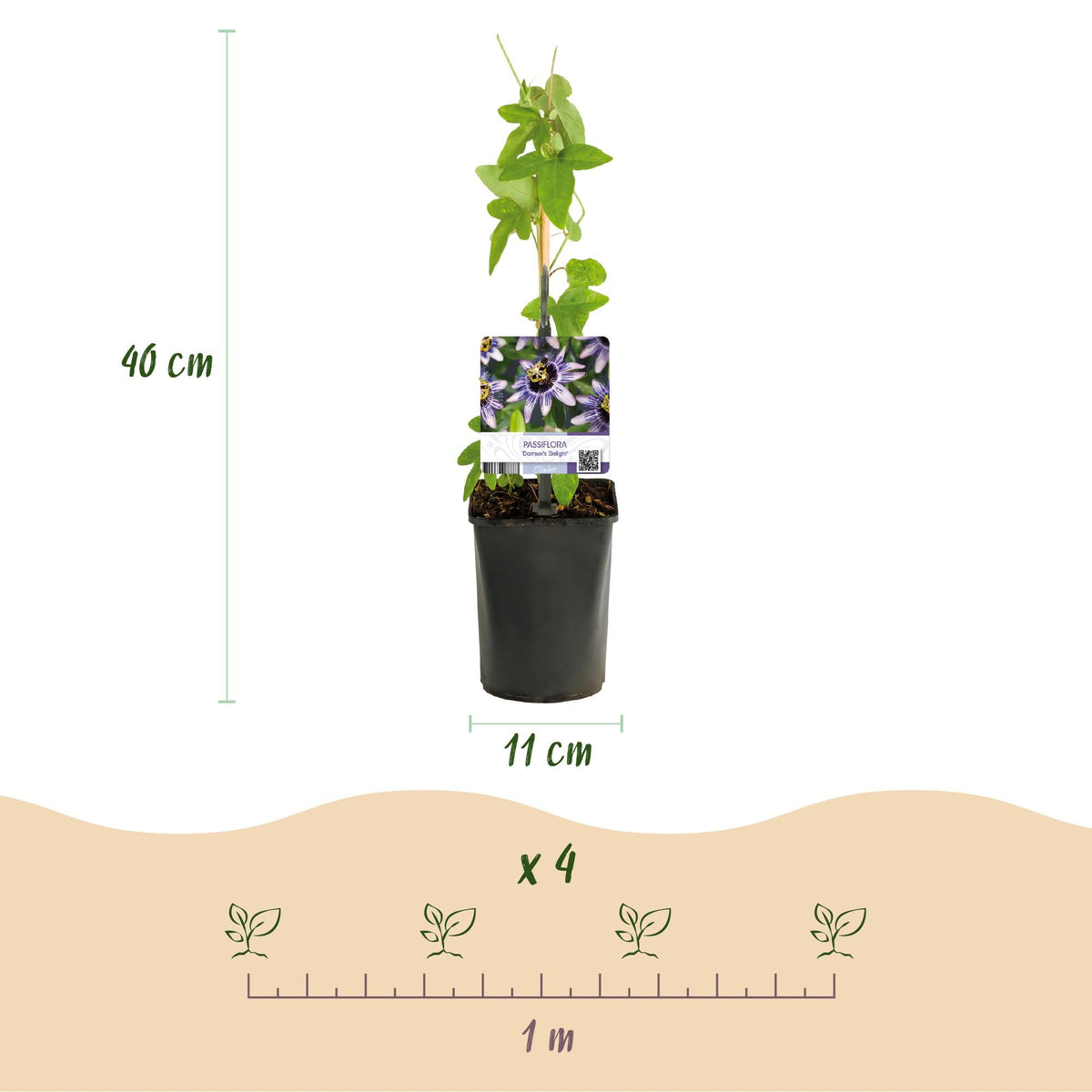 Passiebloem - Passiflora Rainbow - Weinig onderhoud - 4 planten - Forestbloom