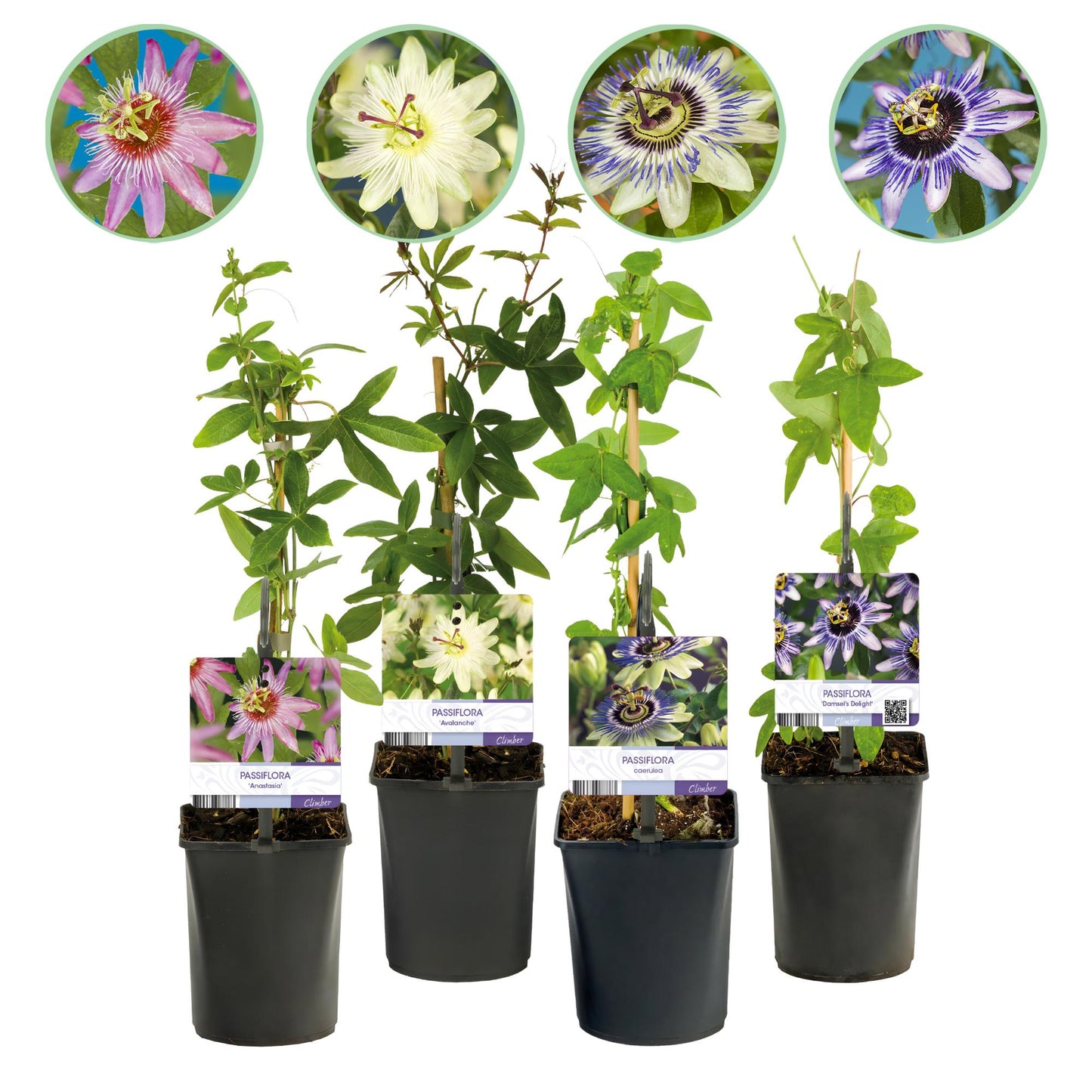Passiebloem - Passiflora Rainbow - Weinig onderhoud - 4 planten - Forestbloom