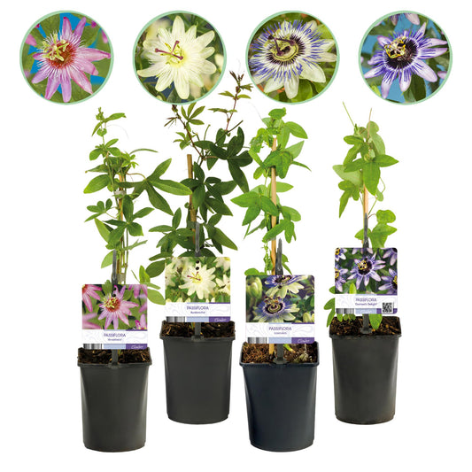 Passiebloem - Passiflora Rainbow - Weinig onderhoud - 4 planten - Forestbloom