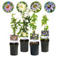 Passiebloem - Passiflora Rainbow - Weinig onderhoud - 4 planten - Forestbloom