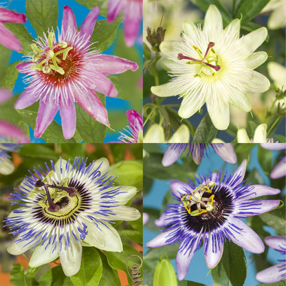 Passiebloem - Passiflora Rainbow - Weinig onderhoud - 4 planten - Forestbloom
