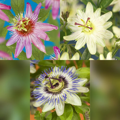 Passiebloem - Passiflora Tricolour - Weinig onderhoud - 3 planten - Forestbloom