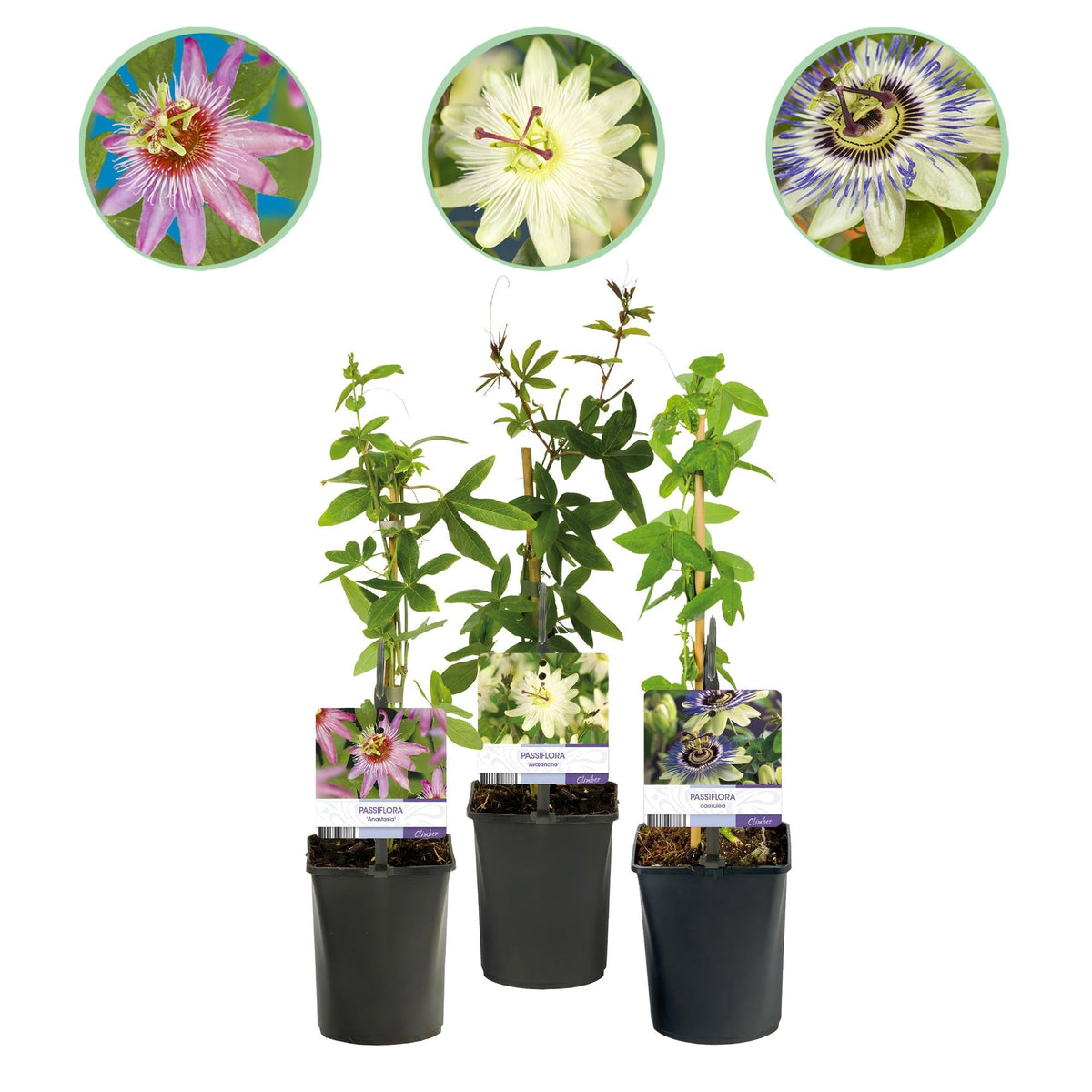 Passiebloem - Passiflora Tricolour - Weinig onderhoud - 3 planten - Forestbloom