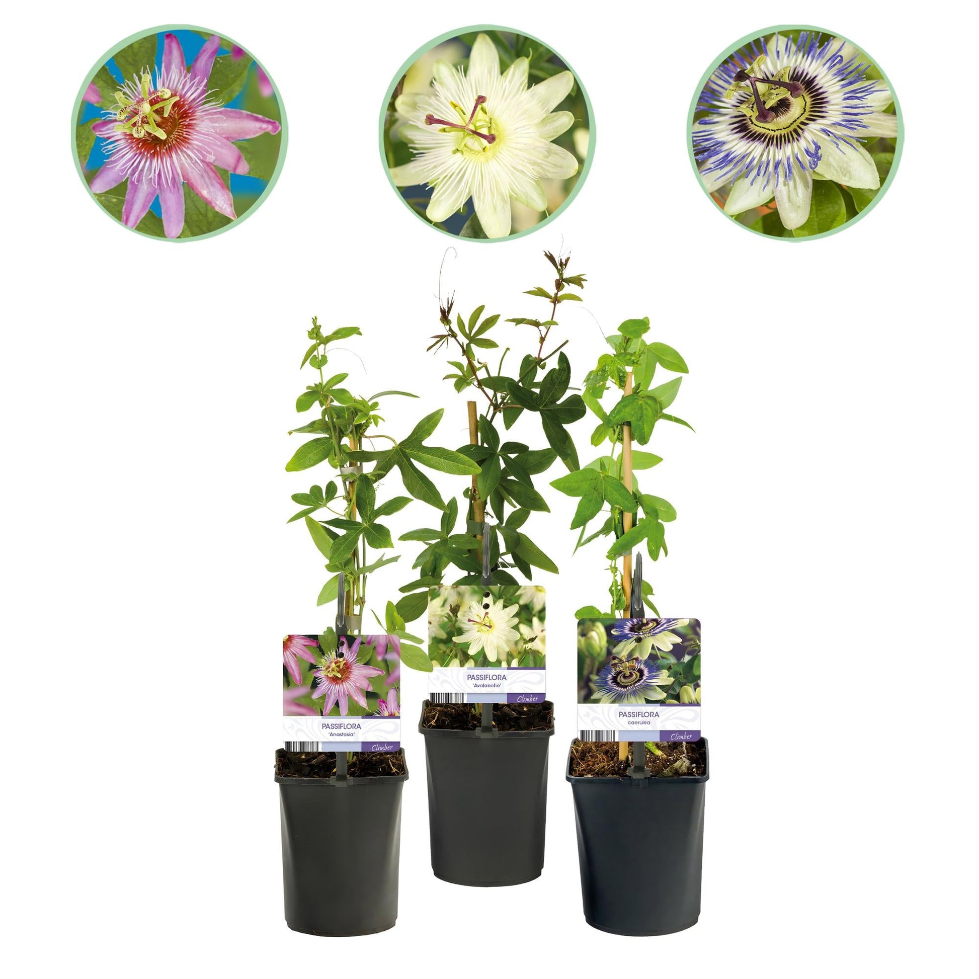 Passiebloem - Passiflora Tricolour - Weinig onderhoud - 3 planten - Forestbloom