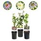 Passiebloem - Passiflora Tricolour - Weinig onderhoud - 3 planten - Forestbloom