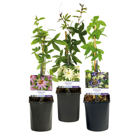 Passiebloem - Passiflora Tricolour - Weinig onderhoud - 3 planten - Forestbloom