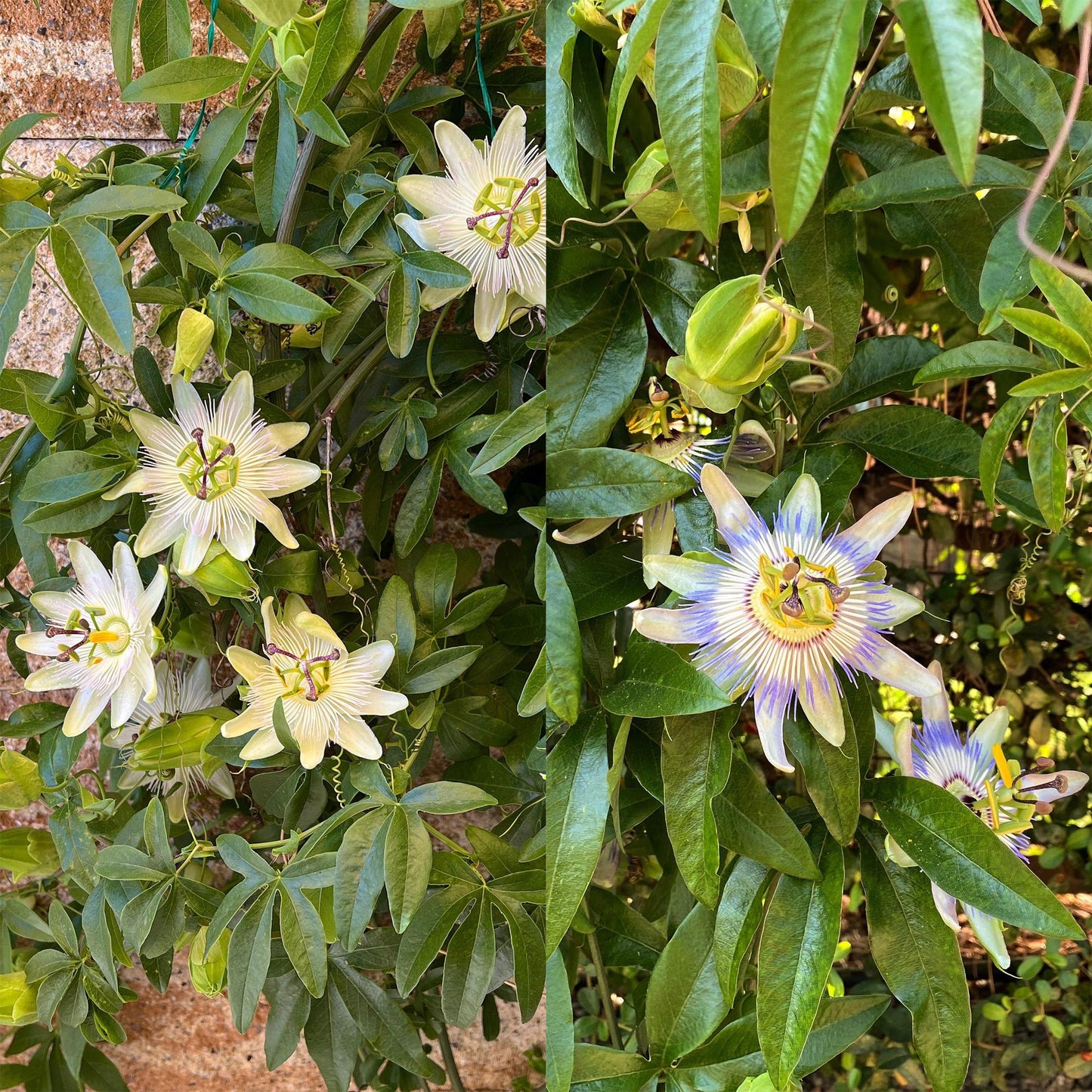 Passiebloem - Passiflora Tricolour - Weinig onderhoud - 3 planten - Forestbloom