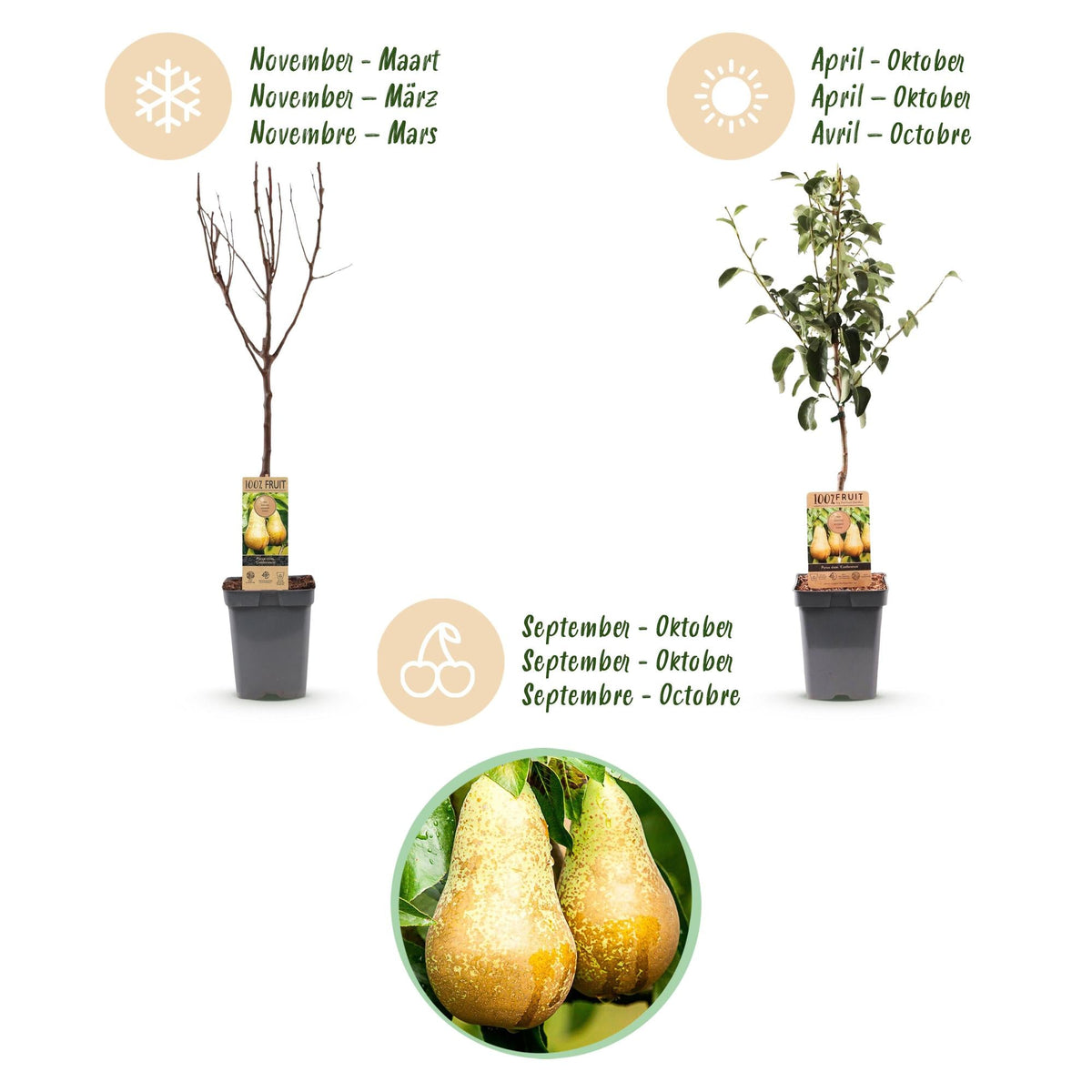 Perenboom - Pyrus communis Conference - Gele Peer - Forestbloom