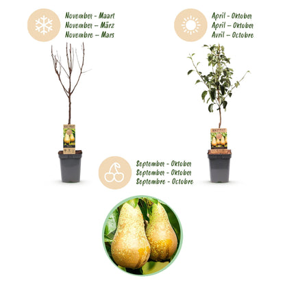 Perenboom - Pyrus communis Conference - Gele Peer - Forestbloom