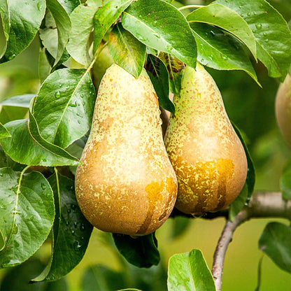 Perenboom - Pyrus communis Conference - Gele Peer - Forestbloom