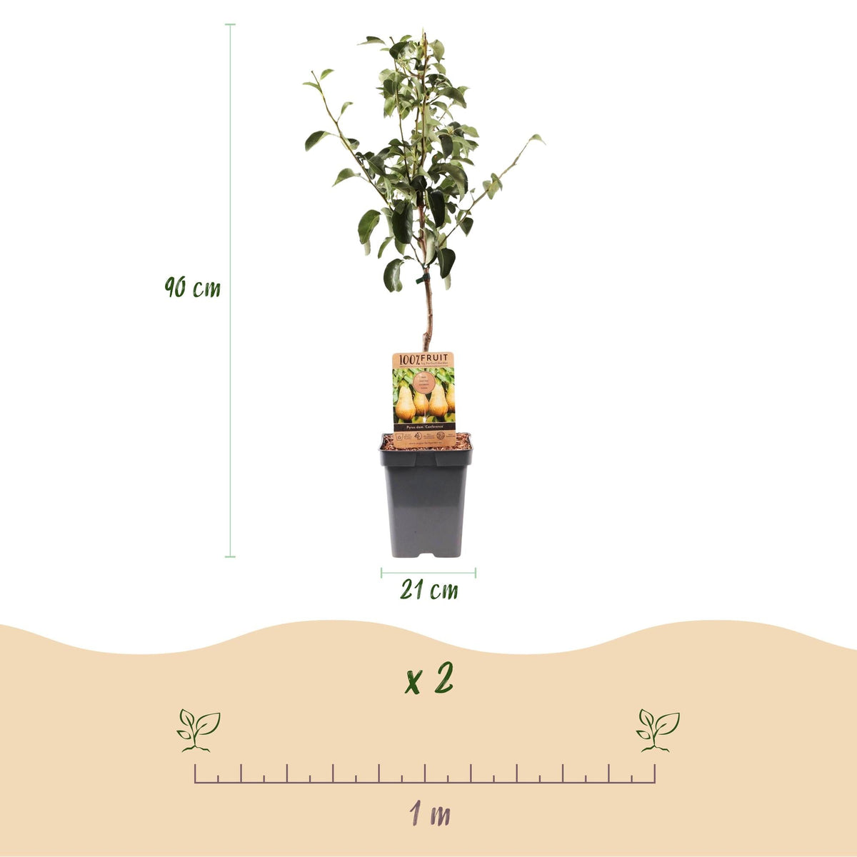 Perenboom - Pyrus communis Conference - Gele Peer - Forestbloom