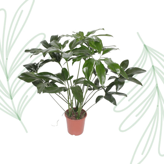 Philodendron Green Wonder - 120 cm - Forestbloom