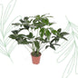 Philodendron Green Wonder - 120 cm - Forestbloom