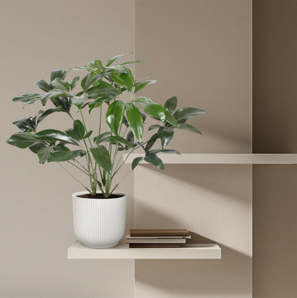 Philodendron Green Wonder - 120 cm - Forestbloom