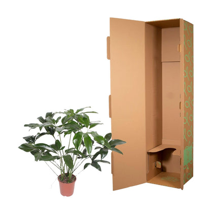 Philodendron Green Wonder - 120 cm - Forestbloom