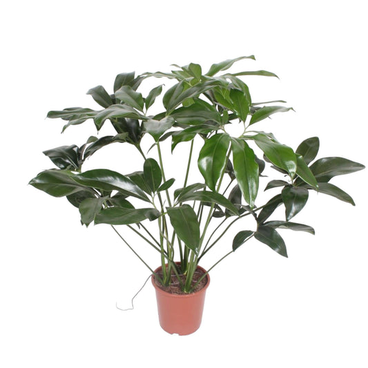 Philodendron Green Wonder - 120 cm - Forestbloom