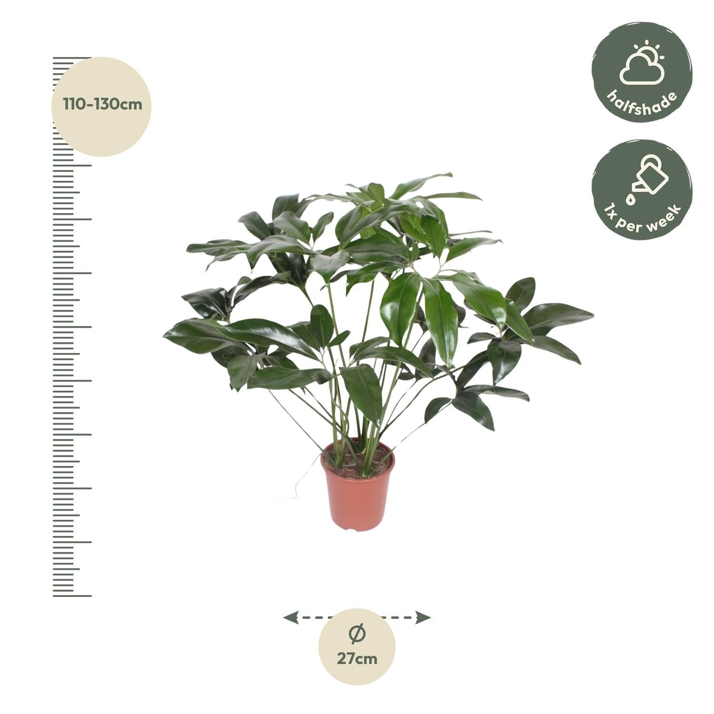 Philodendron Green Wonder - 120 cm - Forestbloom