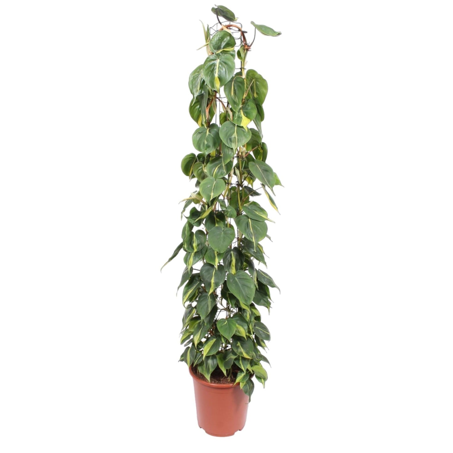 Philodendron Scandens Brasil gaasrek - 160 cm - Forestbloom