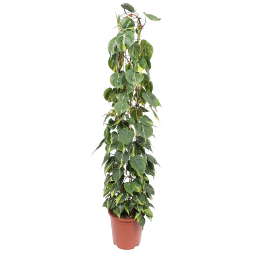 Philodendron Scandens Brasil gaasrek - 160 cm - Forestbloom