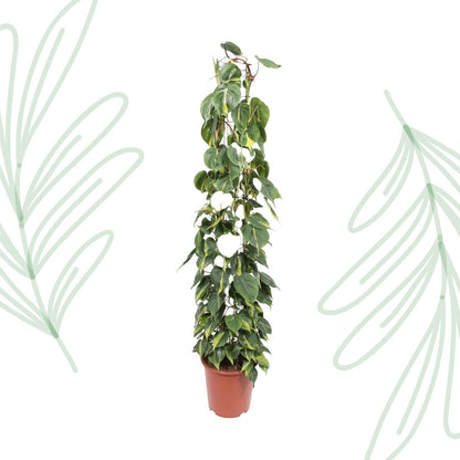 Philodendron Scandens Brasil gaasrek - 160 cm - Forestbloom