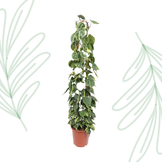 Philodendron Scandens Brasil gaasrek - 160 cm - Forestbloom