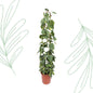 Philodendron Scandens Brasil gaasrek - 160 cm - Forestbloom
